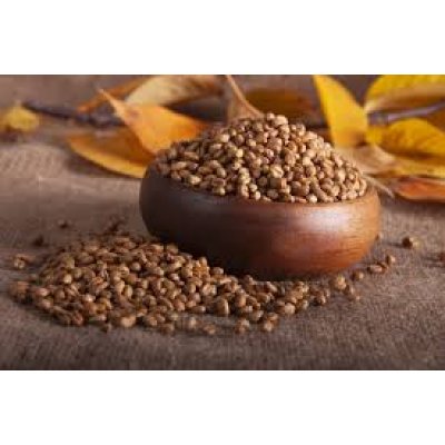Buğday Kavurgası Buğday Kavurgası